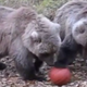 Illustration for article titled Who Needs The NBA When You've Got Basketball Bears?